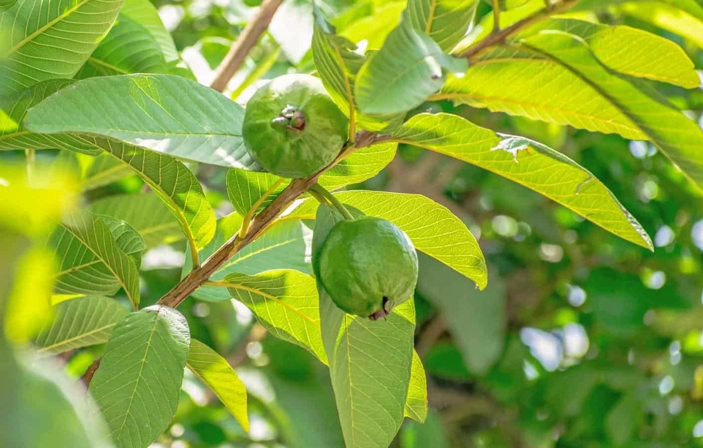 Trà lá ổi có tác dụng gì? Cách dùng trà lá ổi giảm cân hiệu quả nhất