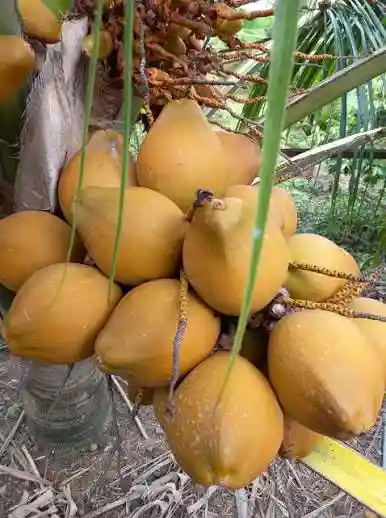 Dừa Đỏ Mã Lai Bảo Trân