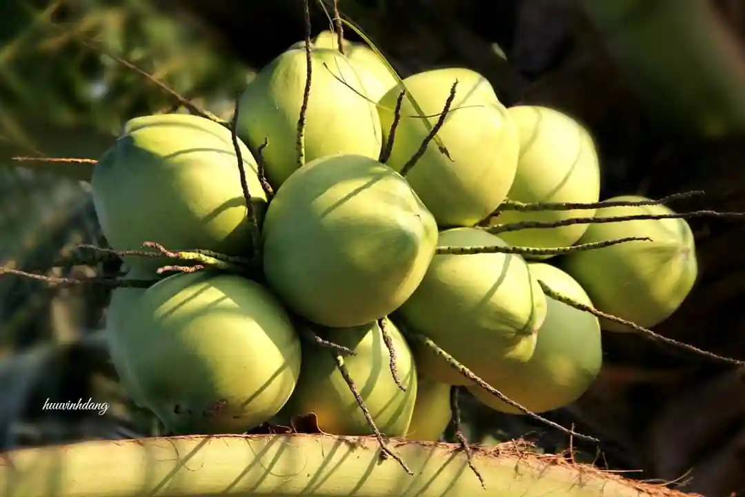 Dừa Xiêm Xanh Bến Tre Bảo Trân